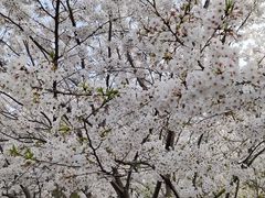 -高东镇樱花园