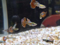 -双季花艺园艺市场(浦东店)