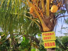 -万兴启丰椰子文化园餐厅