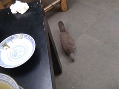 -37号老院坝抄手(马王庙37号院店)