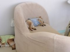 -怪兽屋·羊驼·猫咖·狗咖(俊华广场店)