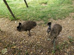 -石家庄市动物园