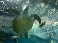 -上海海洋水族馆