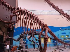 -陕西自然博物馆