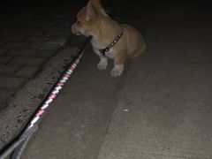 -安安宠医·安宠宠物医院