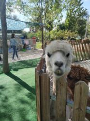 -萌宠亲子动物乐园(槐房万达店)