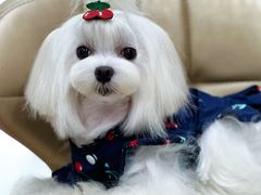 -鑫艺宠物美容培训学校