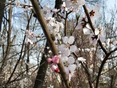 -桃花堤公园