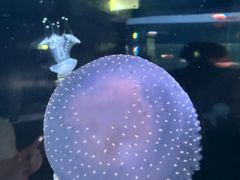 -欢乐海岸海洋奇梦馆