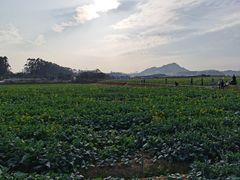 -光明小镇欢乐田园