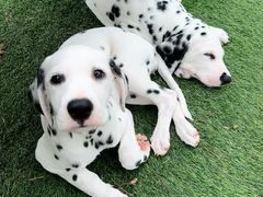 -爪吧宠物乐园 (温榆河示范区店)