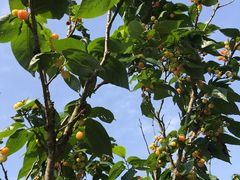 -铁山坪森林公园