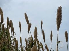 -白鹭湾湿地公园