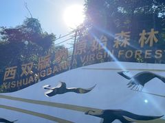 -西双版纳原始森林公园