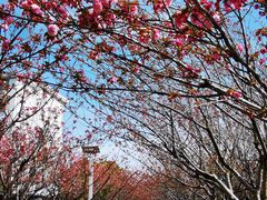-高东镇樱花园