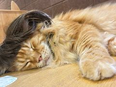 -藏猫猫咖啡主题馆(中央大道店)