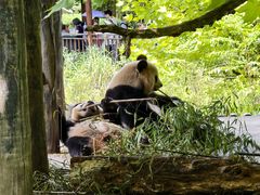 -中国大熊猫保护研究中心雅安碧峰峡基地