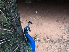 -昆明动物园