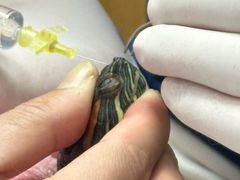 -博特宠物医院24h犬猫全科.骨科·异宠