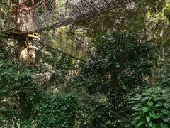 -西双版纳原始森林公园