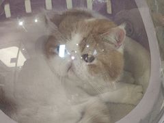 -FAELING PETS美天灵宠物(富力广场店)