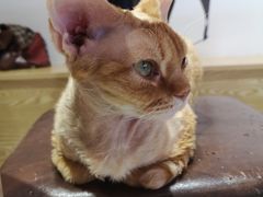 -Heymao猫咖.咖啡厅(东门店)