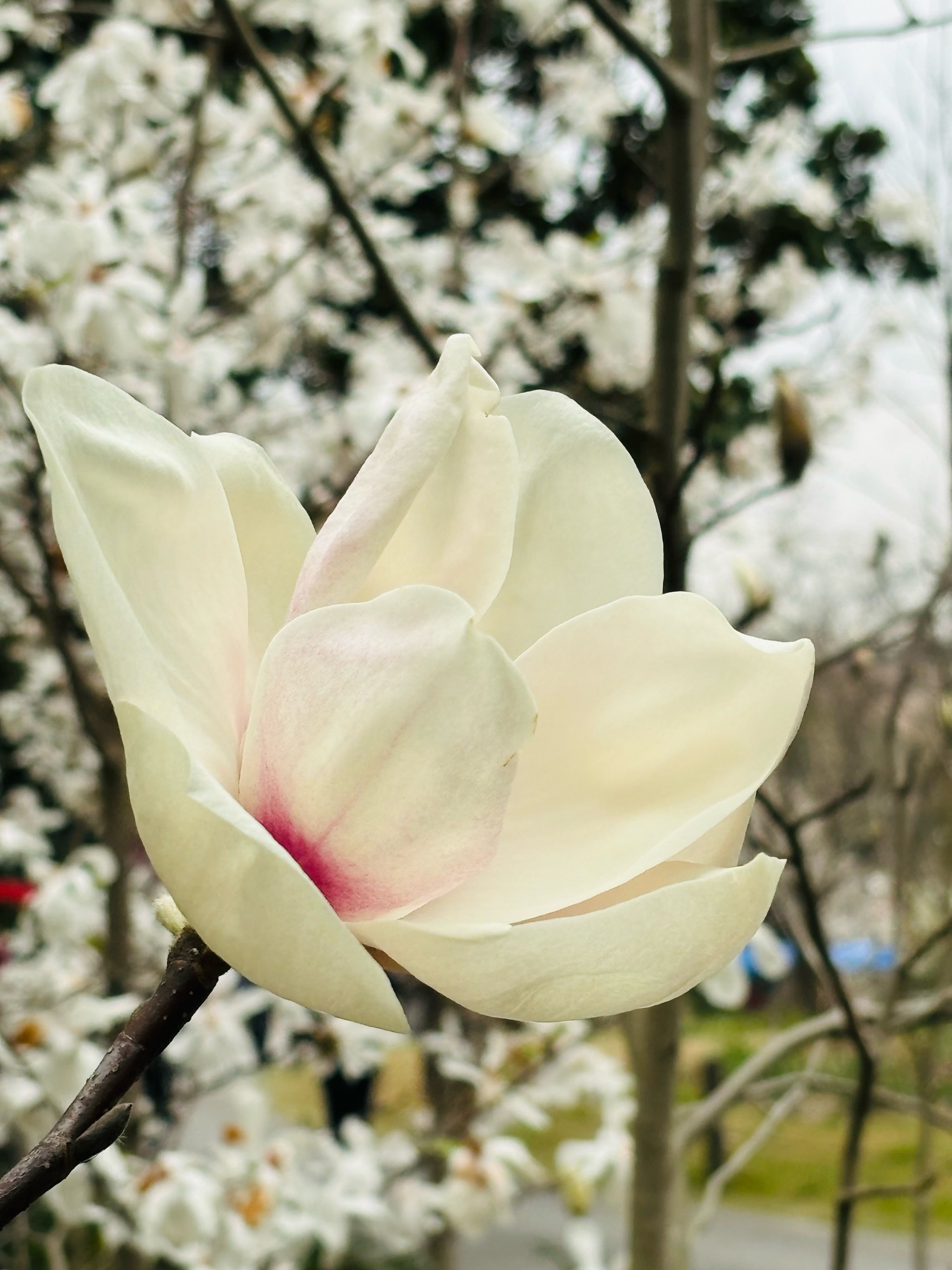 上海市花～白玉兰