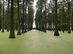 -渌洋湖湿地公园