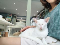 -喵的天空名猫咖啡馆·撸猫·猫舍·用品