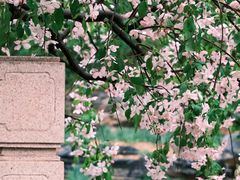 -海棠花溪(元大都城垣遗址公园)