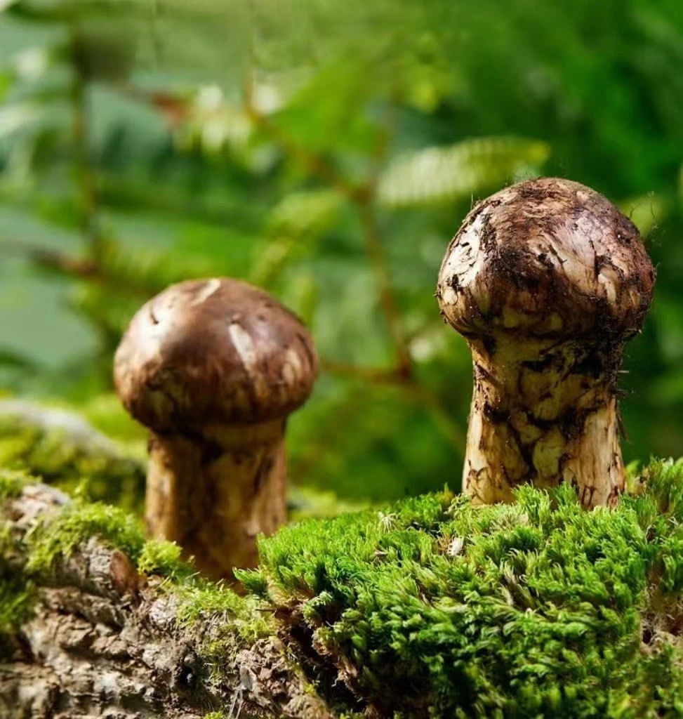 松茸,学名松口蘑,是一种珍贵的食用菌,主