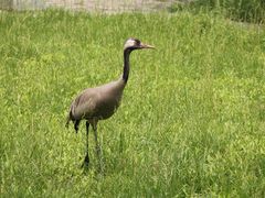 -北京麋鹿生态实验中心