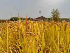 -东方华地城湿地温泉度假区