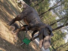 -原山国家森林公园