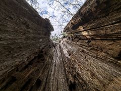 -天目山大树王景区