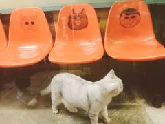 -猫咪博物馆(顶澳仔猫街店)