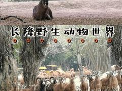 -广州长隆野生动物世界