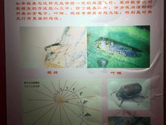 -上海昆虫博物馆