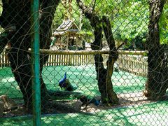 -西双版纳傣族园