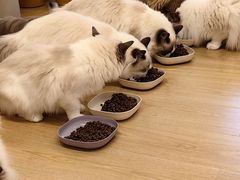 -有喵·猫咖·狗咖·30几只猫10只小狗(岗厦店)