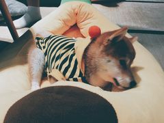 小蜜蜂-逗柴咖啡屋·狗咖猫咖宠物桌游