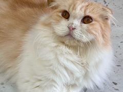 -喵园·猫主题咖啡厅·撸猫·猫咖(国贸店)