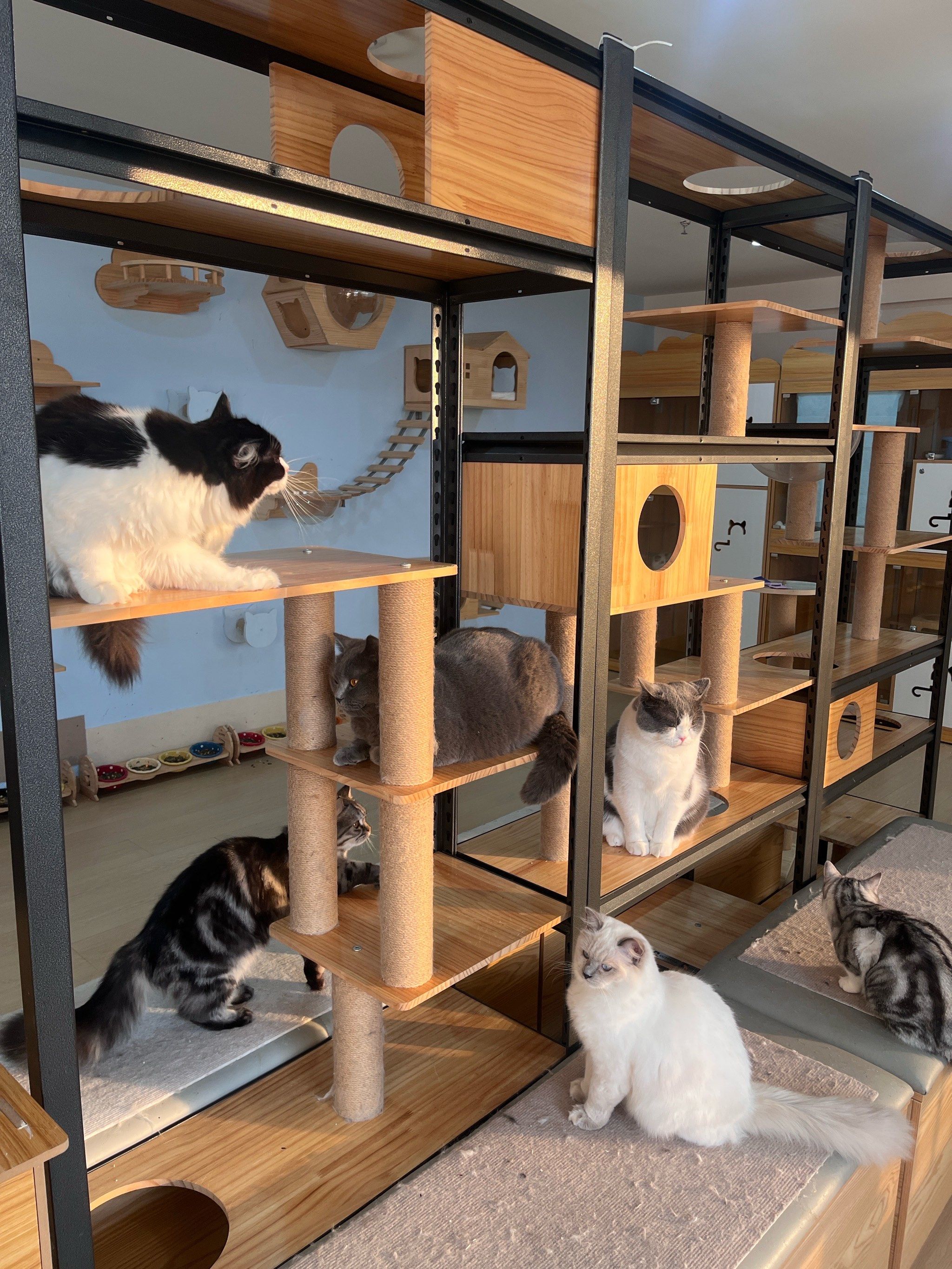 这么可爱的猫咪,我都秒变小夹子!