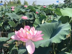 -陈家山荷花公园