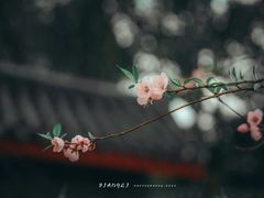 -南汇桃花村