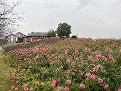 -金卉庄园