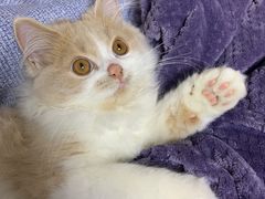 -猫大福·Fortune Cat猫舍(百子湾店)