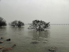 -宝安西湾红树林湿地公园