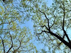 -大兴滨河森林公园