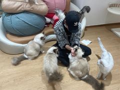 -1013 PET SHOP精品宠物商店(丁香店)
